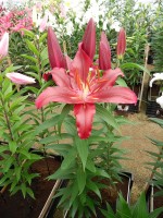 [4278 Scorpio Mak No01.JPG]